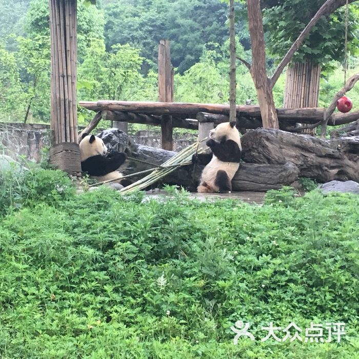 都江堰熊貓樂園景區