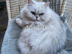 -喵屿·大理花园猫咖