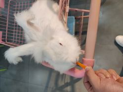 -Moni星球萌宠·小马宝莉·灵蛇·高端高阶全萌宠互动体验俱乐部(红豆国际广场店)