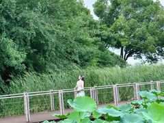 -月湖风景区