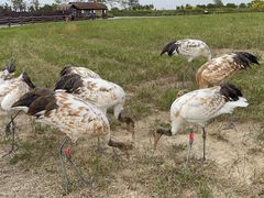 -盐城丹顶鹤湿地生态旅游区