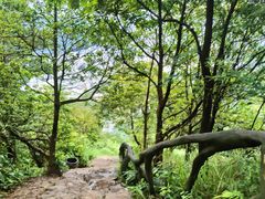 -梧桐山风景名胜区