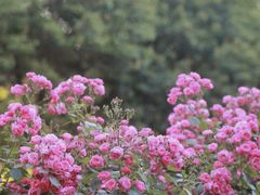 -渭滨公园