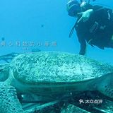 国内好像是没有到仙本那的直达航班
