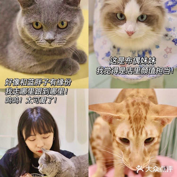 2年养宠经验宠物博主‼️都难逃过未卡猫空间