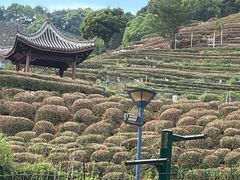 -阿巧茶庄