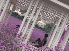 -紫颐香薰山谷景区