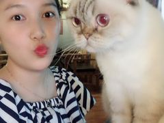 -喵园·猫主题咖啡厅·撸猫·猫咖(国贸店)