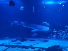 -烟台海昌鲸鲨海洋公园
