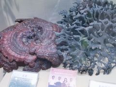 -广东中医药博物馆