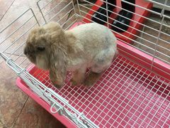 -宠物兔专门店(天丰利市场店)