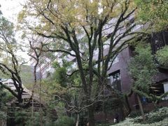 -香港大学
