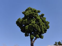 -小麦岛公园