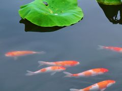 -昆山城市生态森林公园