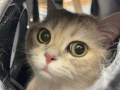 -PETKIT 小佩宠物·德文赛凯猫舍