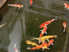 -鲤院·新中式美学·庭院餐厅(夫子庙店)