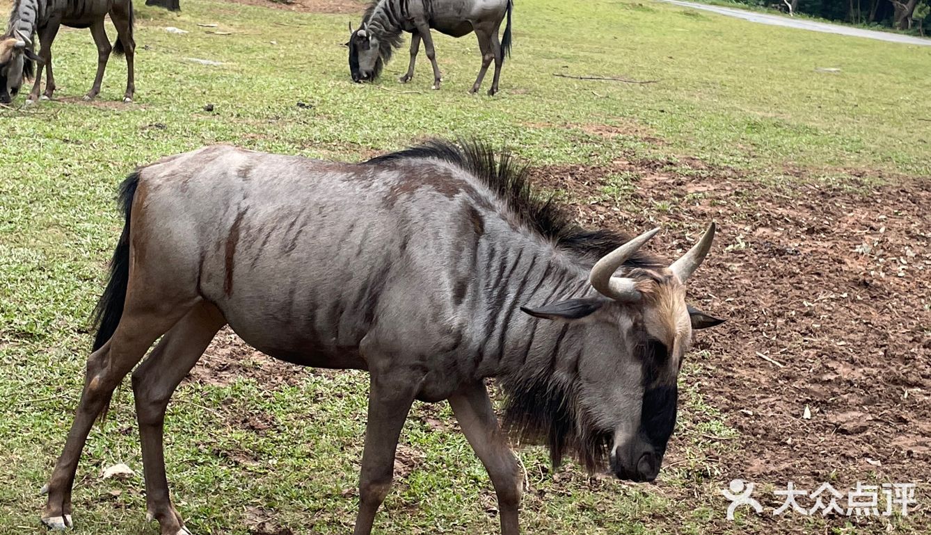 第一站到了长隆野生动物园