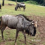 第一站到了长隆野生动物园