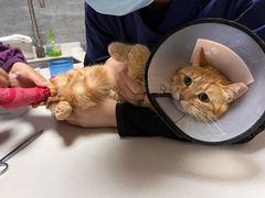 -美联众合宠物医院·爱萌分院·内外科·猫科中心