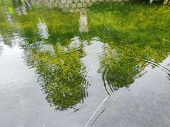 -上海滨江森林公园
