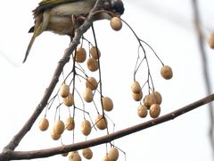 -盘龙城国家考古遗址公园