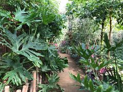 -呀路古热带植物园