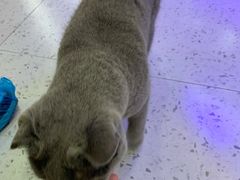 -喵园·猫主题咖啡厅·撸猫·猫咖(国贸店)