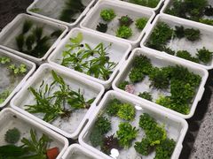 -华声天桥民俗文化园