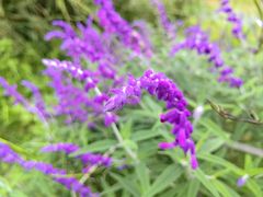 -桤木河湿地公园