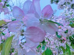 -海棠花溪(元大都城垣遗址公园)