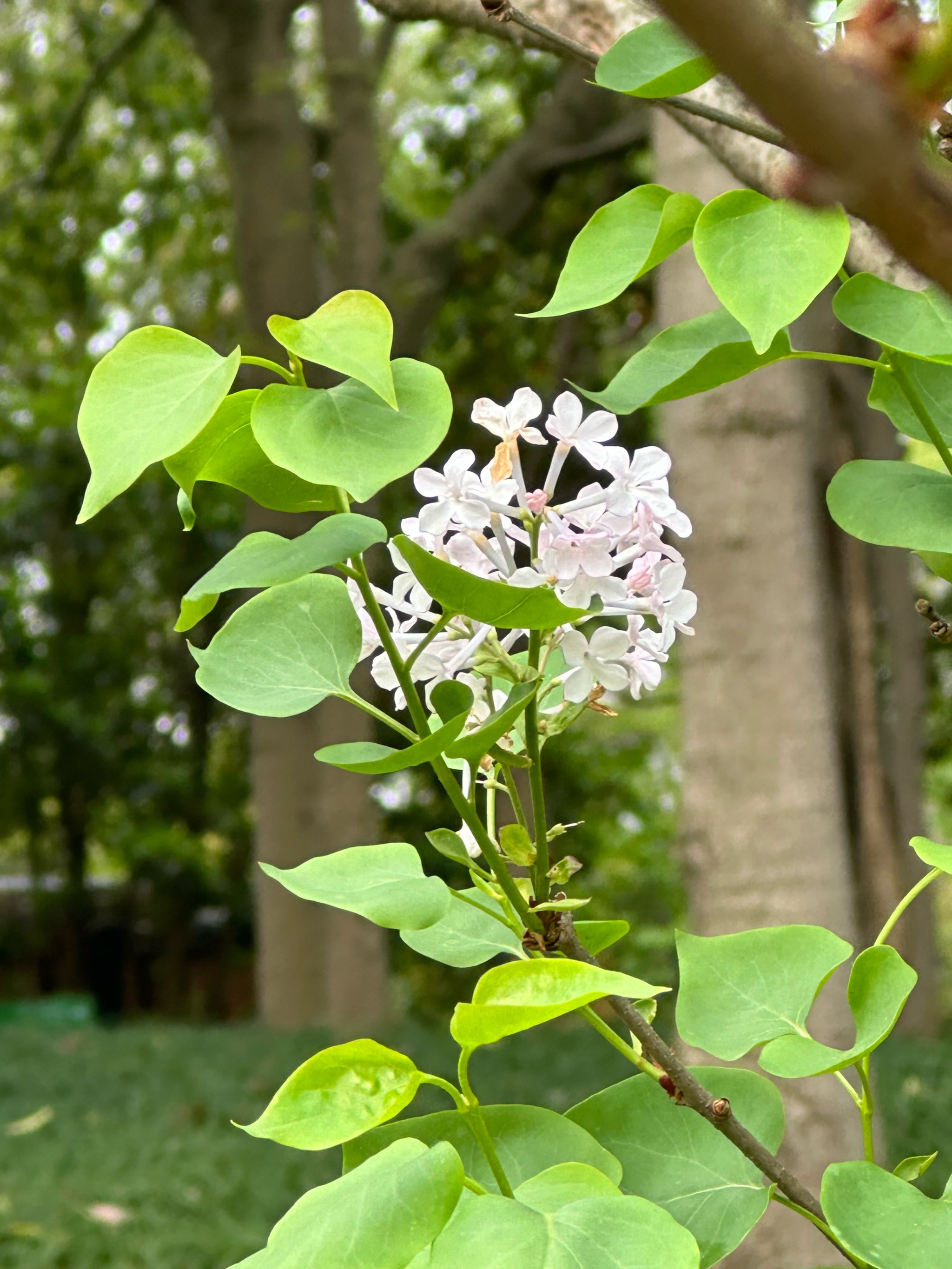 杭州只见到过两处丁香花\n小小的一簇花朵\n几乎接近白色的粉紫色