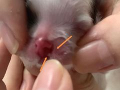 -东莞宠友24H宠物中心医院·转诊夜诊·异宠(新河北路院)