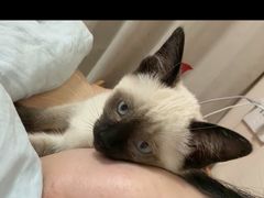 -欣宠猫屋·矮脚拿破仑·蓝金金渐层