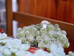 -IFIF 如果花園(宽厚里店)