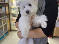 -翊宠yipet猫狗购宠庄园犬舍•猫舍