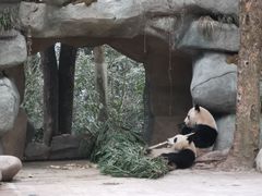 -中国大熊猫保护研究中心雅安碧峰峡基地