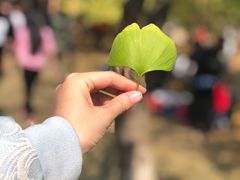-千年银杏谷文化旅游区
