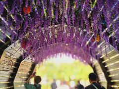 -合肥滨湖国家森林公园