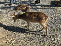 -鹿境梅花鹿生态园区