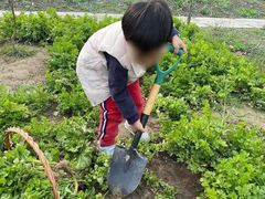 -樂桃源奉贤黄桃种植采摘基地