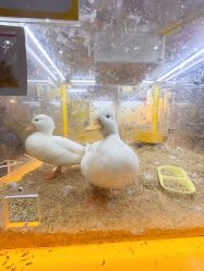 -神奇动物撸宠馆·羊驼·小浣熊·异宠(豫园店)