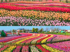 -荷兰花海