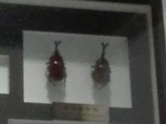 -上海昆虫博物馆