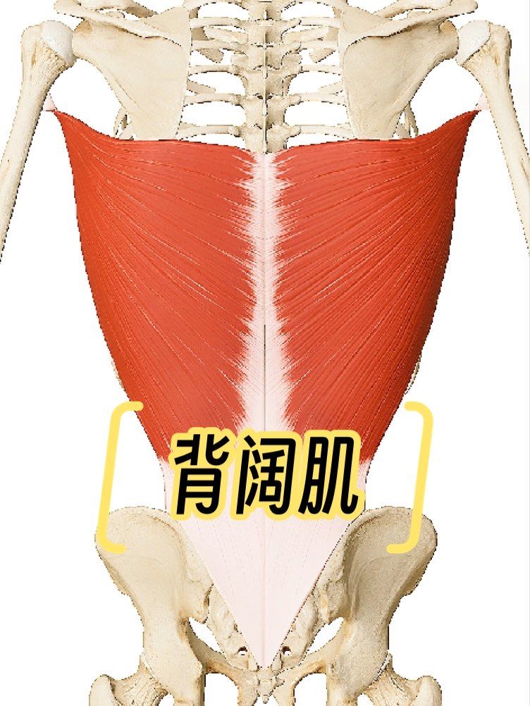 运动解剖学💀小知识分享032背阔肌