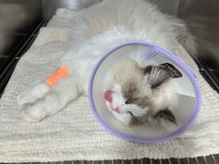 -四月宠物医院·猫专科·心脏专科·内科(转塘店)