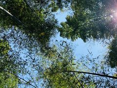 -镇江市南山风景名胜区竹林景区