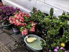 -溪岸路花鸟市场