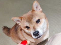 -逗柴咖啡屋·狗咖猫咖宠物桌游
