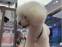 -FAELING PETS美天灵宠物(富力广场店)