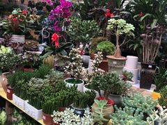 -秦美花卉(天朗·莱茵小城2期店)